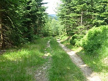 Lesn� stezka