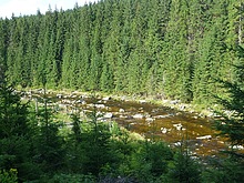 Jizera