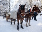 Harrachov zima