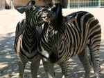 Liberec - ZOO (foto 2)