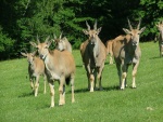 Dv�r Kr�lov� - ZOO & Safari - Dv�r Kr�lov� - ZOO & Safari (foto 2)