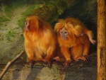 Dv�r Kr�lov� - ZOO & Safari - Dv�r Kr�lov� - ZOO & Safari (foto 9)