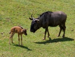 Dv�r Kr�lov� - ZOO & Safari (foto 10)