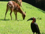 Dv�r Kr�lov� - ZOO & Safari (foto 12)