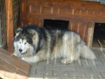 Malamut na Dvora�k�ch - Horsk� bouda Dvora�ky (foto 1)